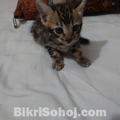 bengal male kitten